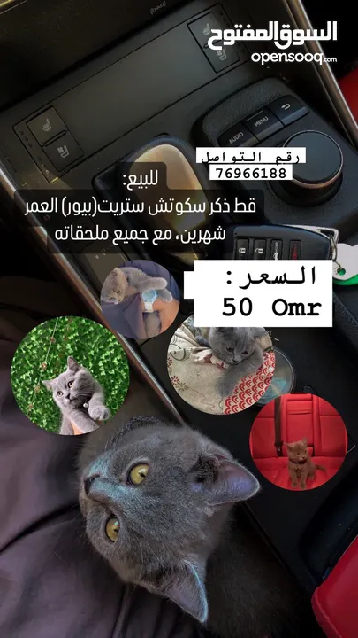 قط سكوتش ستريت