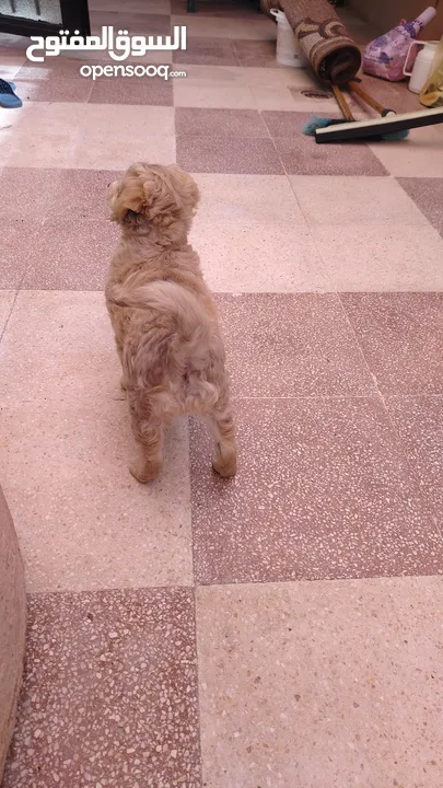 كلب عمر شهرين بيور