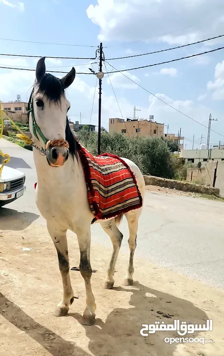 فحول نخب اول ارتفاع وشكل فل الفل