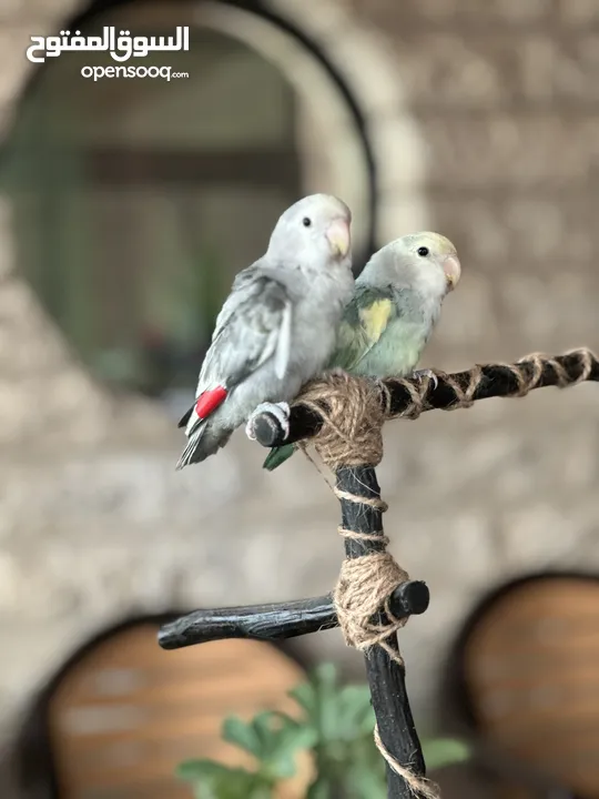 جوز روز اليف عجينة ب الايد صلاة النبي اقرء الوصف ضروري