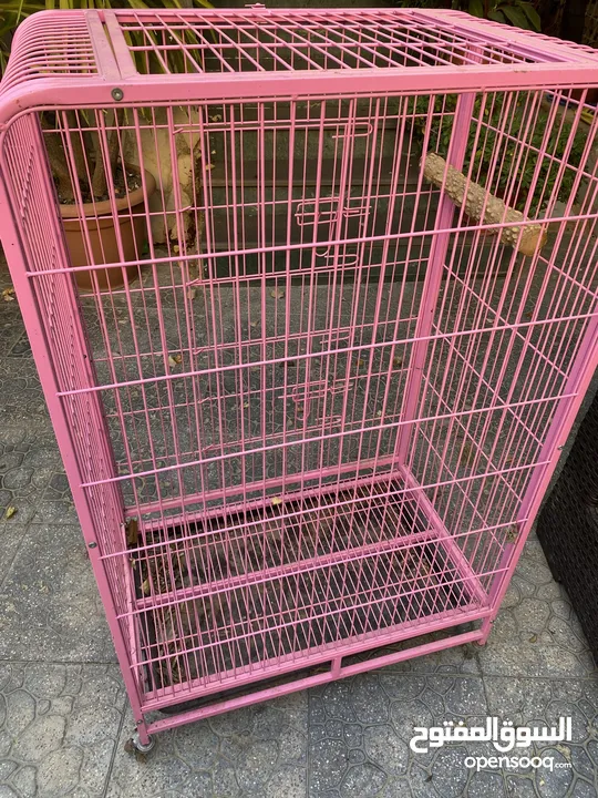 قفص ببغاء / طيور / قطط