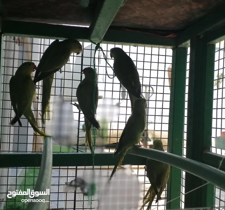 متوات خضران العمر مناسب للتدريب وللتحدث