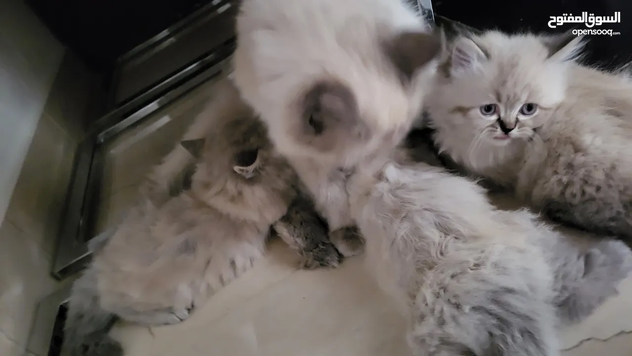 قطط شيرازي عمر شهر ونص للبيع مع أو بدون الأم