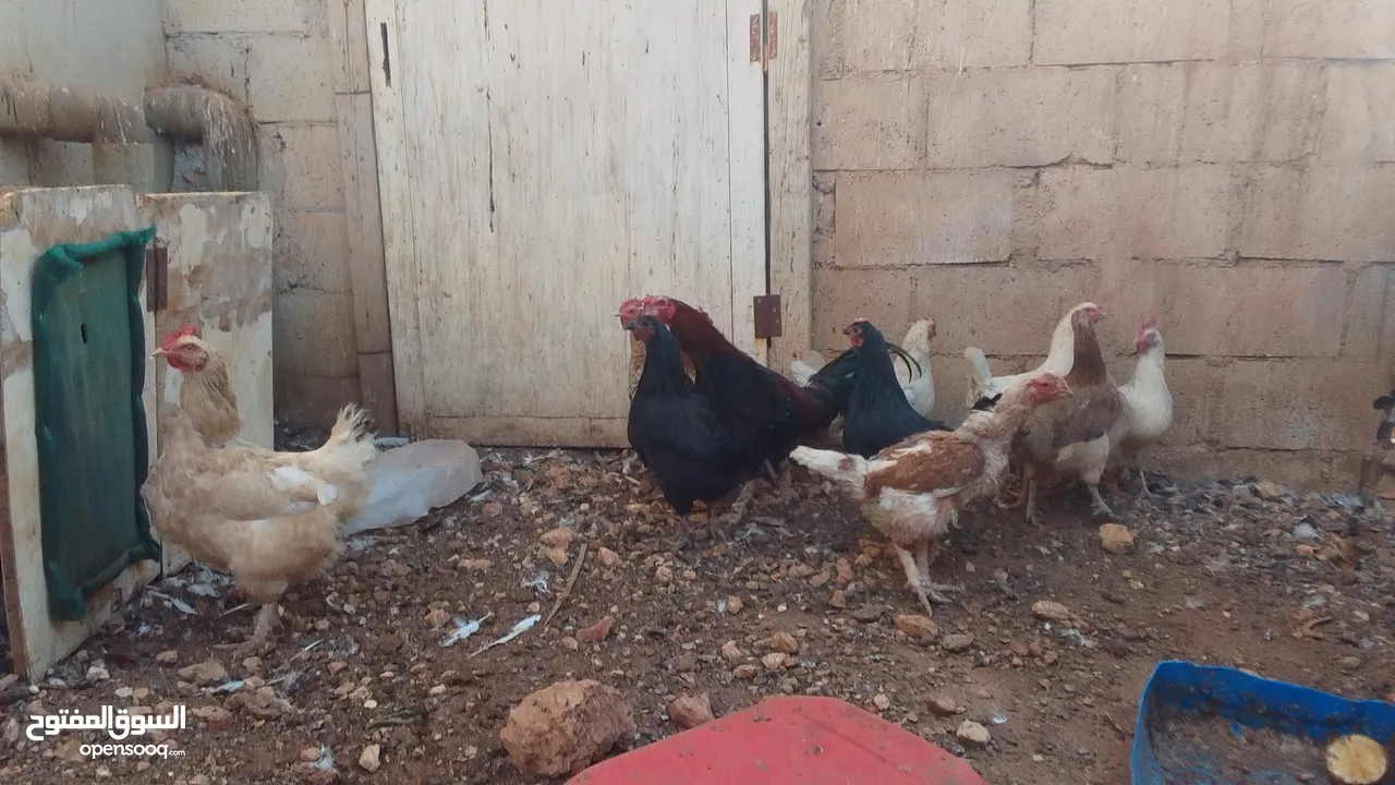 11 جاجه وديك نخب النخب
