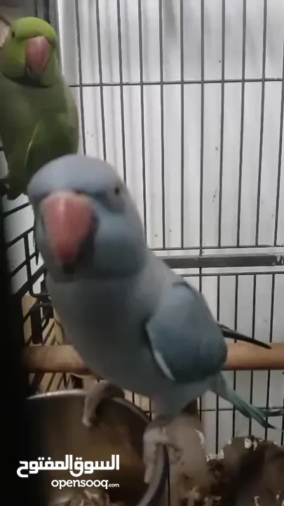 جوز دره طيرة زرقه متكلمه وموالفه وفحلها أخضر بداية كلام  او للبدل