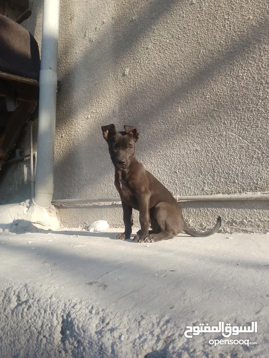 كلب بيتبول عمر شهرين للبيع