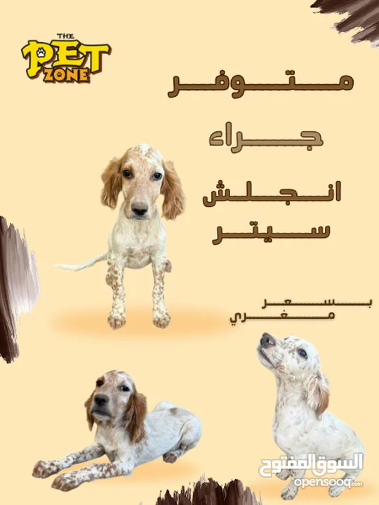 انجلش سيتر بسعر مغري