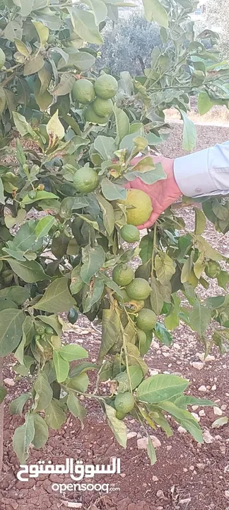 فيلا مع أرض حولها للبيع