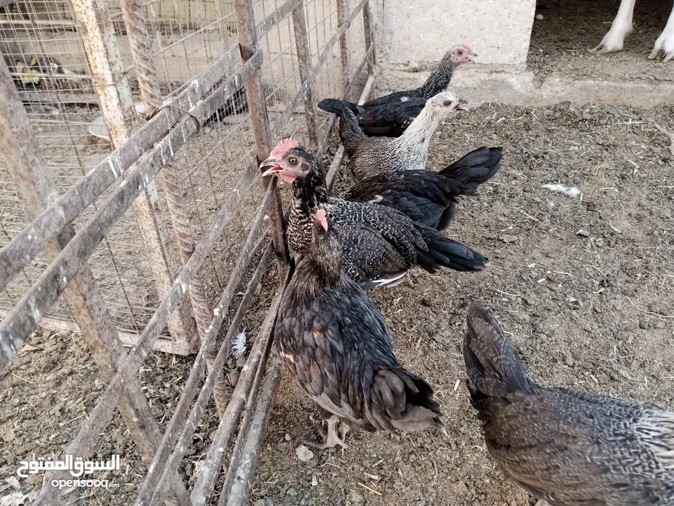 أرانب بلدي و فرنسي للبيع  ديوك بلدي للبيع