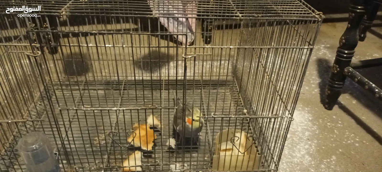 للبيع طير واحد للانتاج المواصفات في الوصف