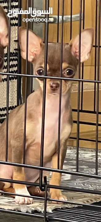 Rush Sale   100kd Pure Breed Chihuahua