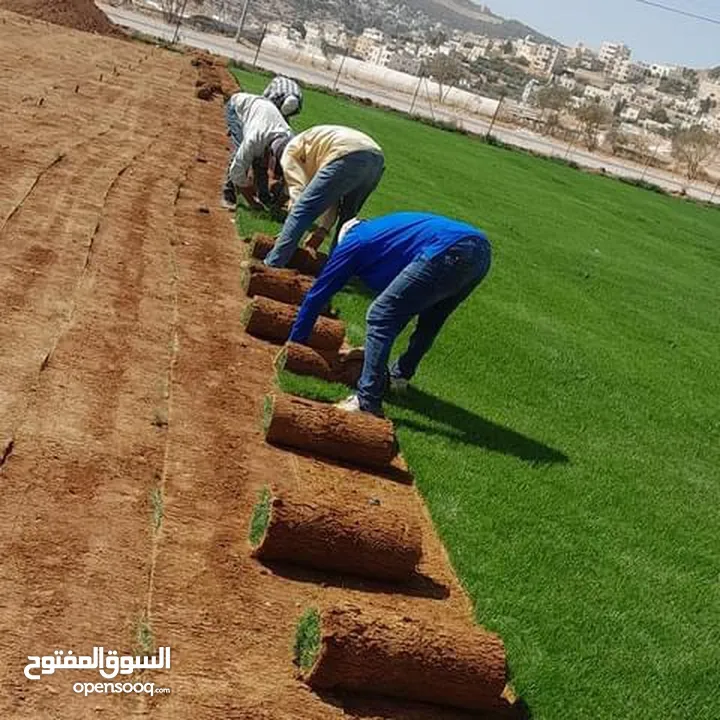 نجيل طبيعي للحدائق M5 - صنف وعرض مميز