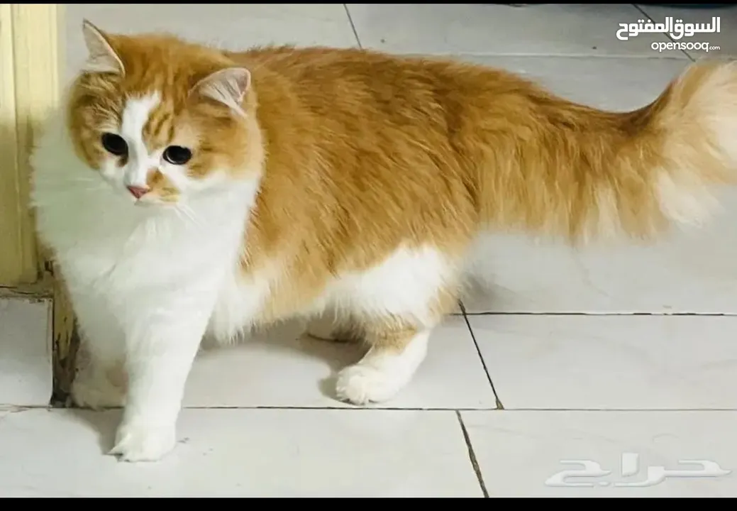 متاح قطط شيرازي