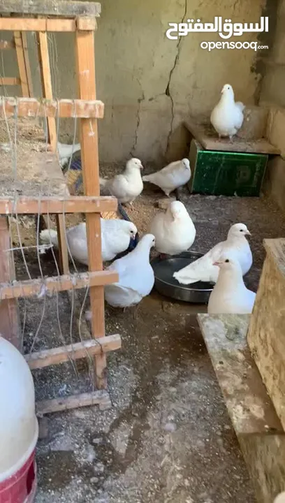حمام فرنسي نخب