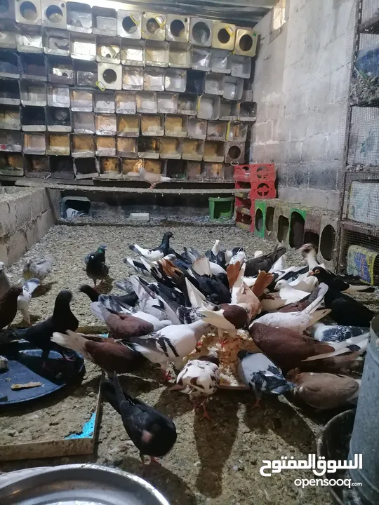 حمام مشكل للبيع