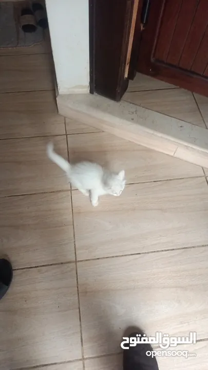 للبيع قطه ميكس (kitten) كما في الصور  بصحه ممتازه ماخده المطاعيم متعوده على دراية فوود واللتر بوكس.