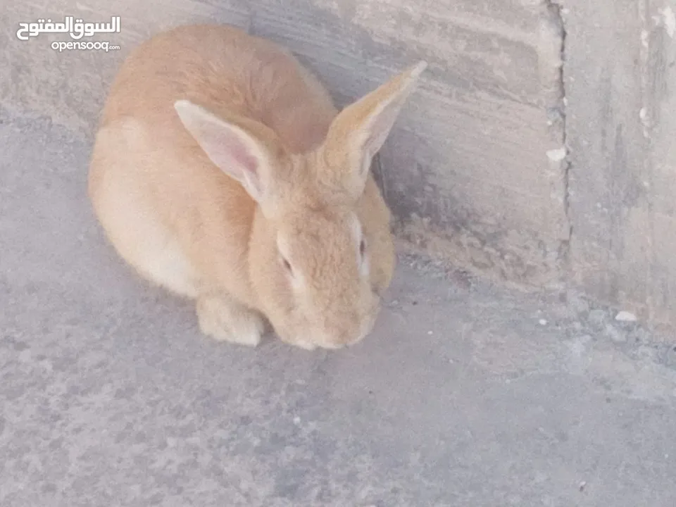 ارانب للبيع ثلاثه ذكرين وانثى الماني