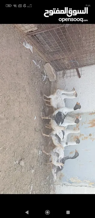 فراخ وز للبيع