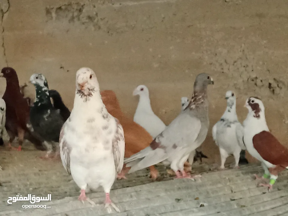 انواع حمام مشكلة للبيع