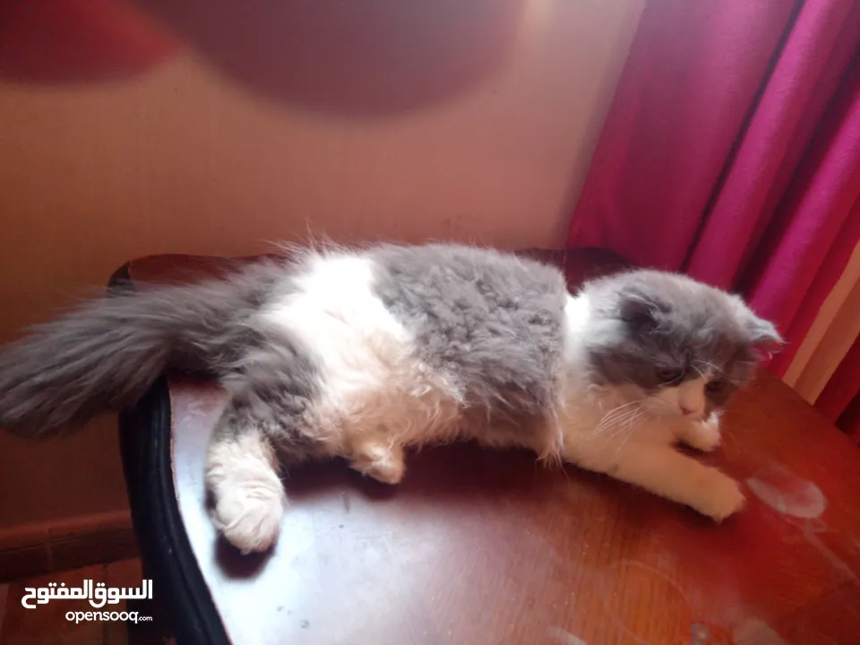 قطه صغيره لعوبه للبيع