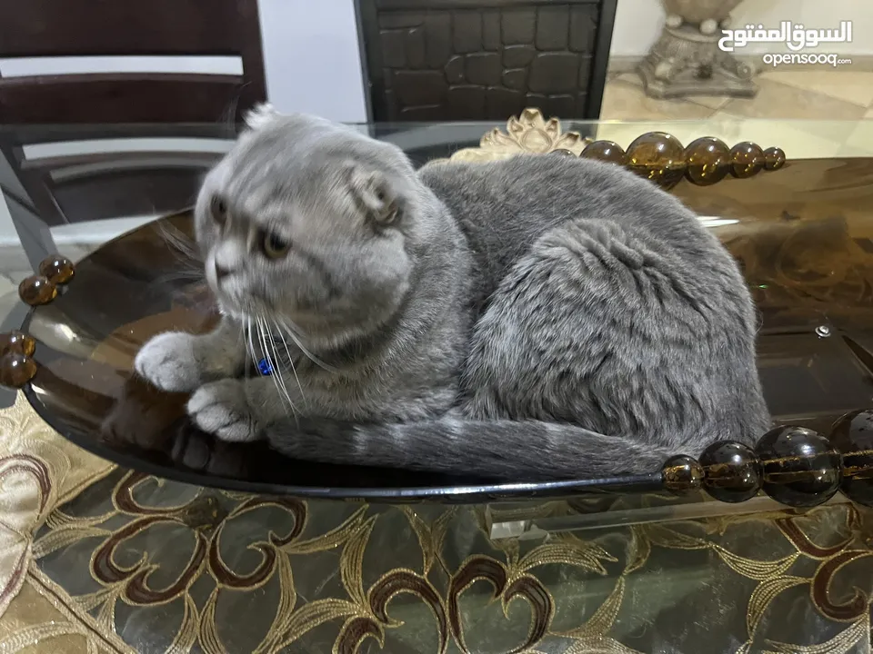 Scottish fold