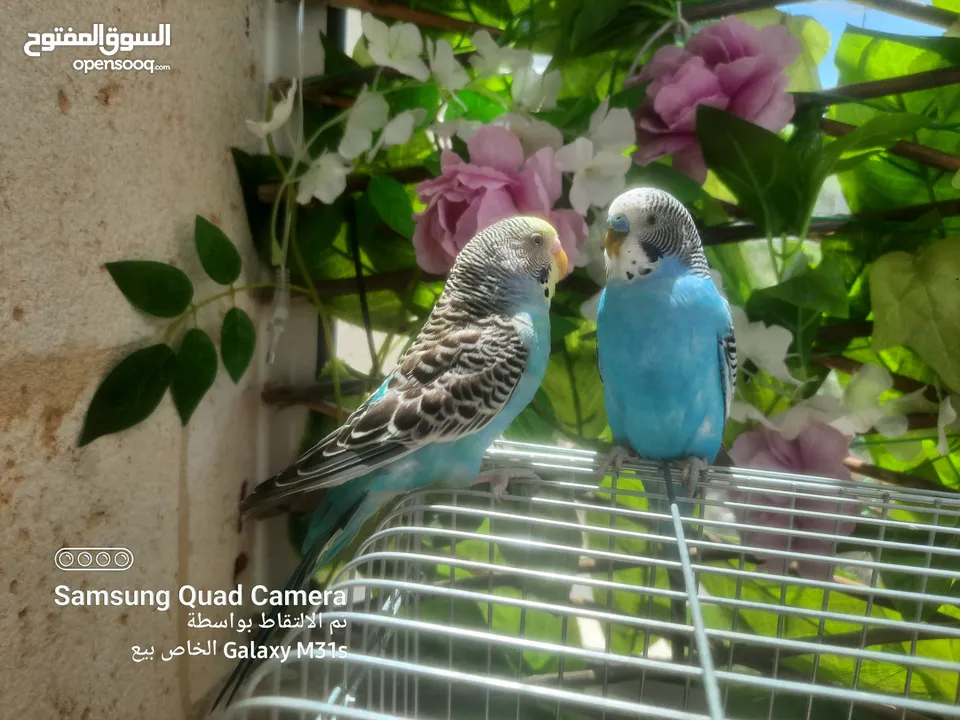 جوز ببغاء حب