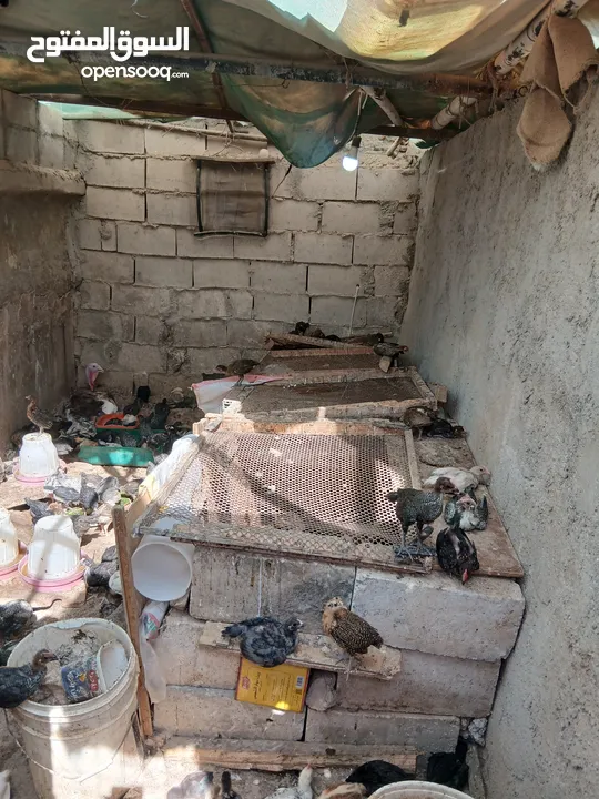 فرخات عمر شهر ونص مطعمات جاهزات سراحات صحه وعافيه ولله الحمد
