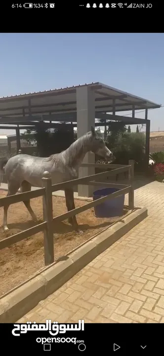 مهره عربيه مسجله عمرها سنه واربع شهور للبيع