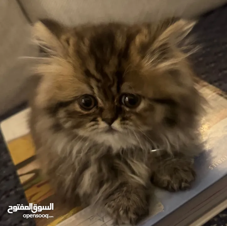 Persian long hair for sale 50 with delivery