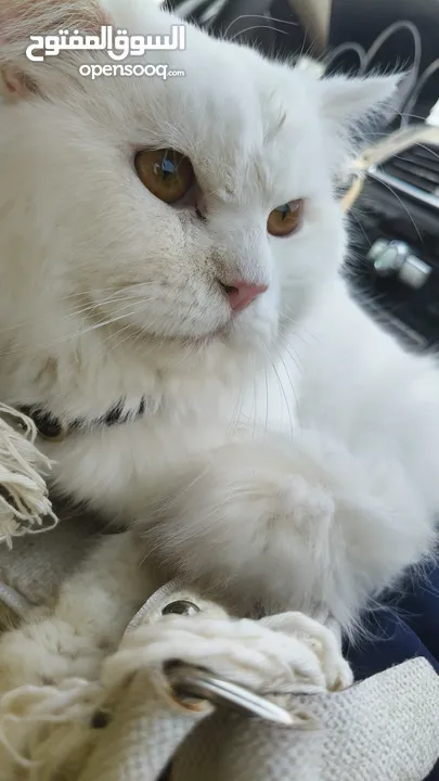 percian socialy kind withot voice persian cat