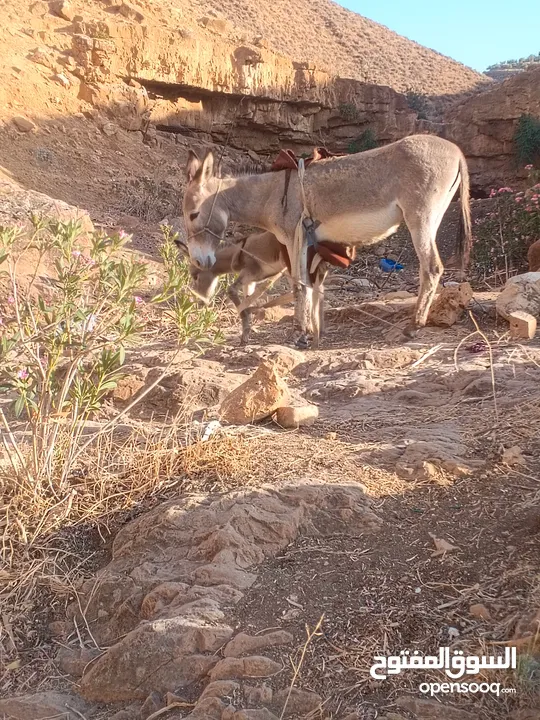 جحشه غنم عمرها سنتين ونص ومعاها جحشه عمرها 25 يوم