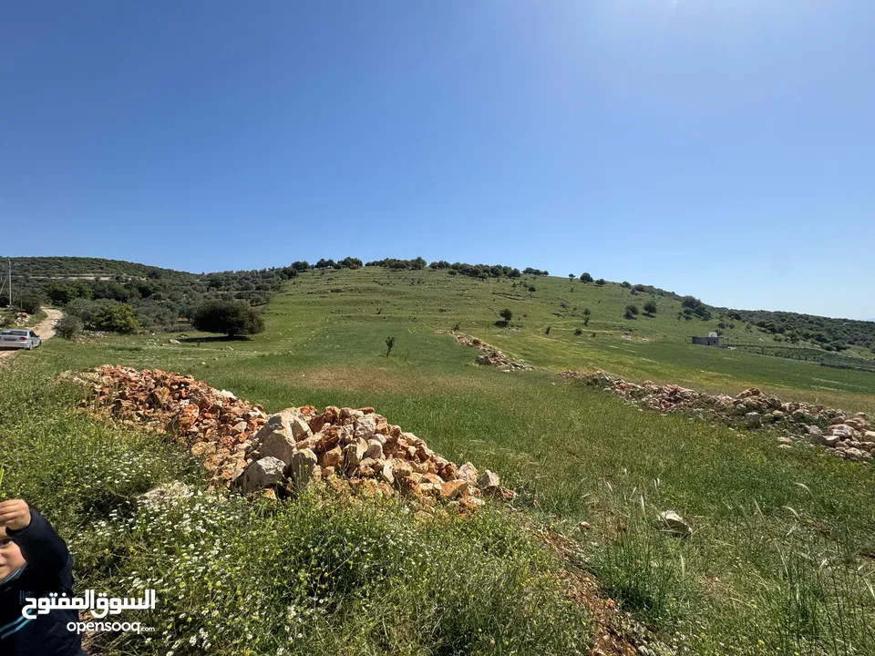 قطعة أرض زراعية جاهزة للزراعية