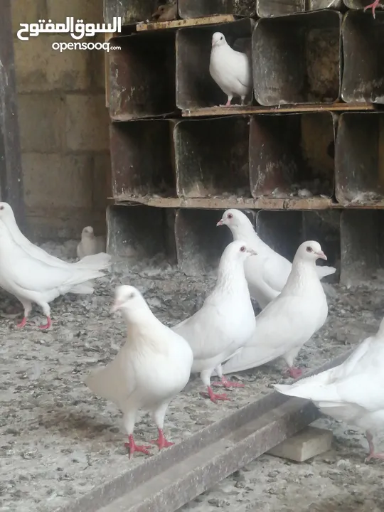حمام فرنسي بيور نقي السلاله خمس  زواج مع فراخهم  جميع الزواج تحتيهم فراخ