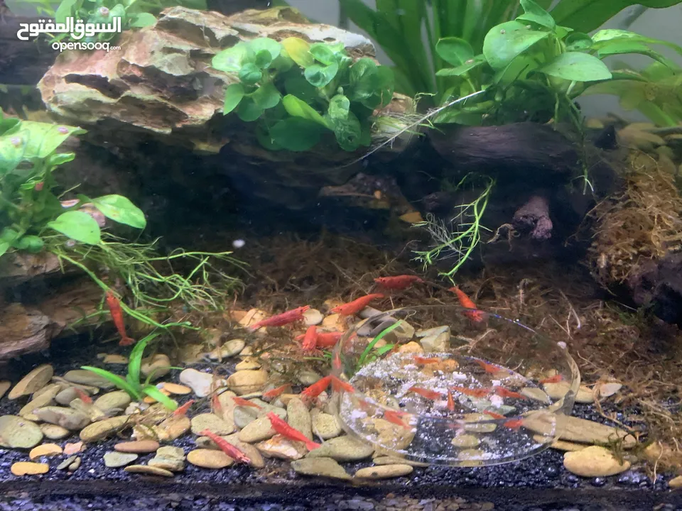 Red cherry shrimp