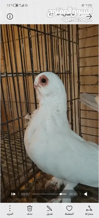 جوز كشكي اصفر طيره عجمية فحل هومر جوز مسكي