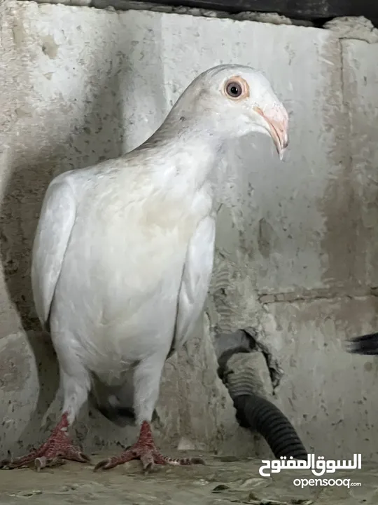 فراخ للبيع