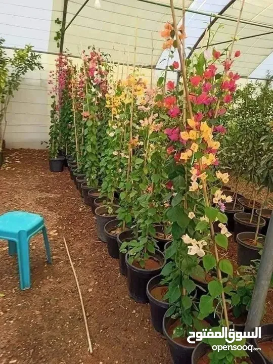 زراعة الحدائق