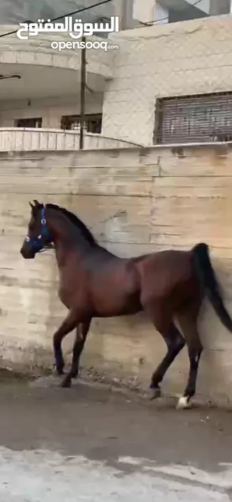 خيل عربي آصيل