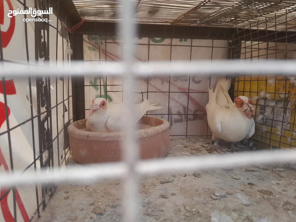 حمام جواز للبيع او البدل على دجاج