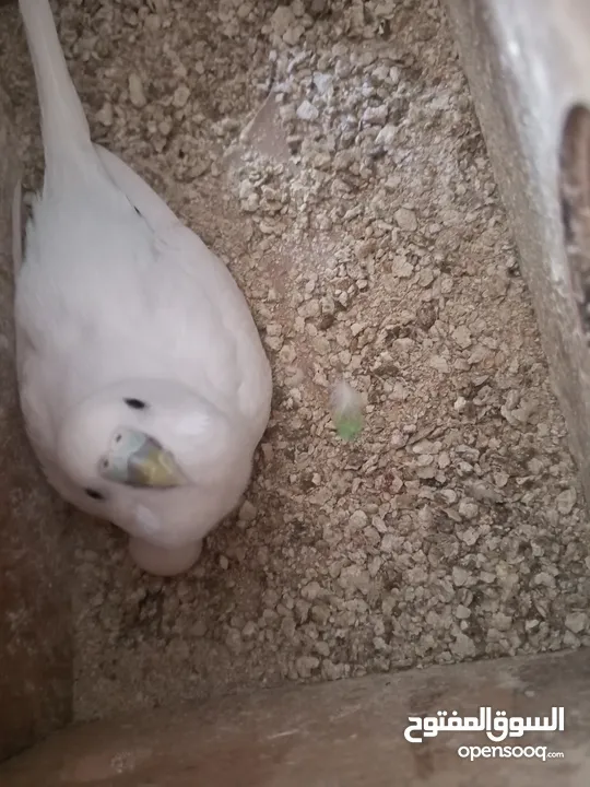 طيور حب للبيع