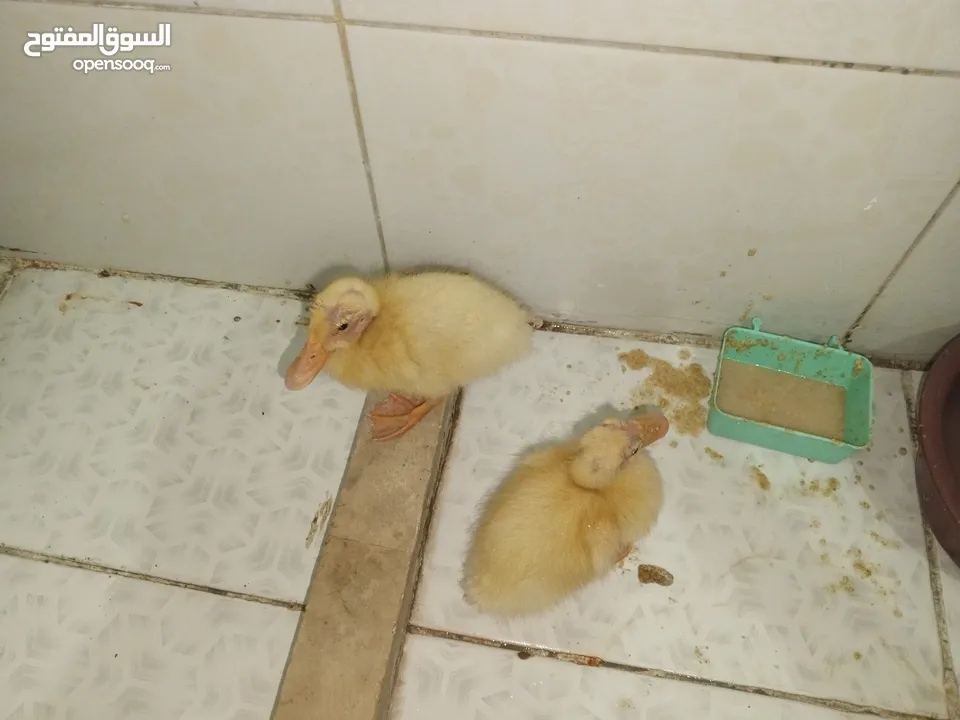 قفص مع بطتين   للبيع المستعجل