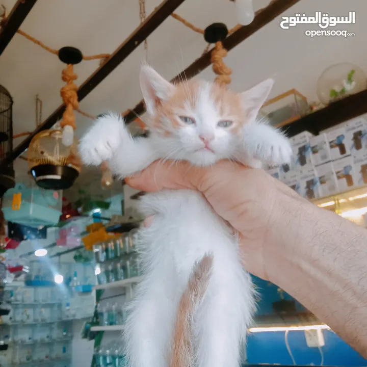 قطط لتبني بشروط