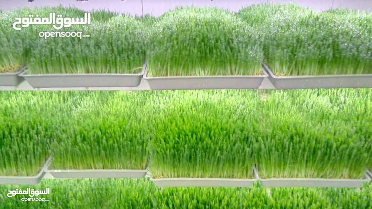 استنبات شعير  شعير مستنبت Sprouted   صواني استنبات شعير Barley germination barley