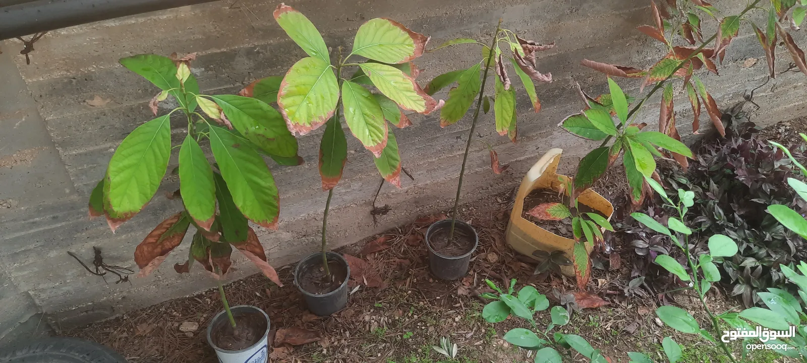 شتل افوكادو