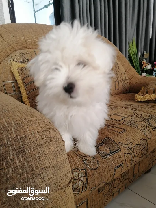 ذكر وانثى  فرنش تيرير عمر شهرين الأنثى والذكر سنتين puppy 2-months - French Terrier female & boy