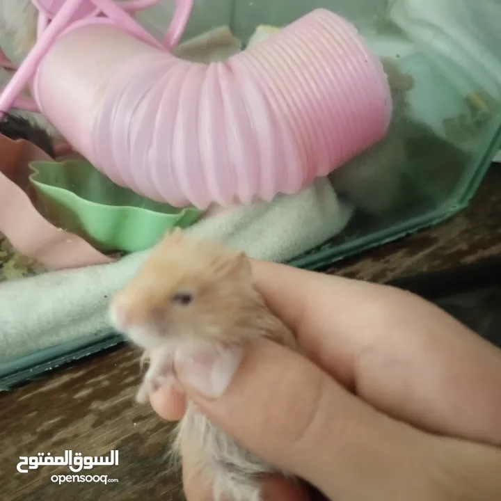 هامستر اللونغ هير و شورت هير عدد 4 عمر شهر للبيع  سعر الواحد 6 الجوز 10