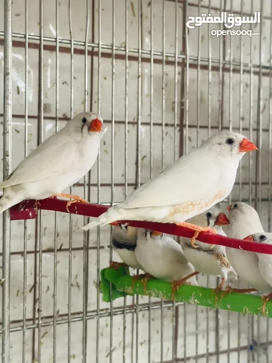 عرض خاص طيور الجنة