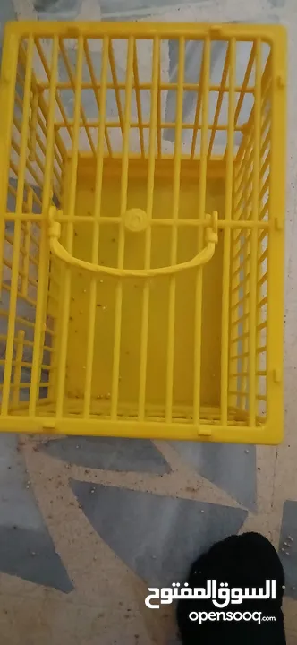 طيور حب [بادجي] 2 متوالفات و نشاط و نظافه تبارك الله .........