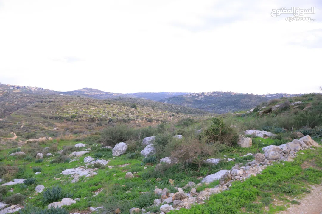 دونم ارض طابوا فلسطيني منطقة (B)بالقرب من دوار كفرصور جميع الخدمات فيها عليها شارع 12متر موقع مميز