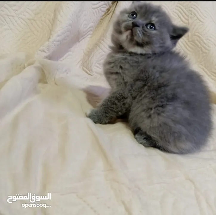 نشتري قطط سكوتش وبريتش الإعمار من شهرين ل3